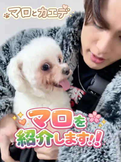 うちのマロを紹介します♡